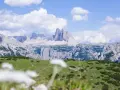 Un prato verde con specie da prato piazza si estende verso imponenti montagne rocciose sotto un cielo azzurro con nuvole bianche.