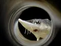 Primo piano di uno storione che guarda attraverso un tubo. Un raro storione del Lago di Garda, con i suoi baffi caratteristici.