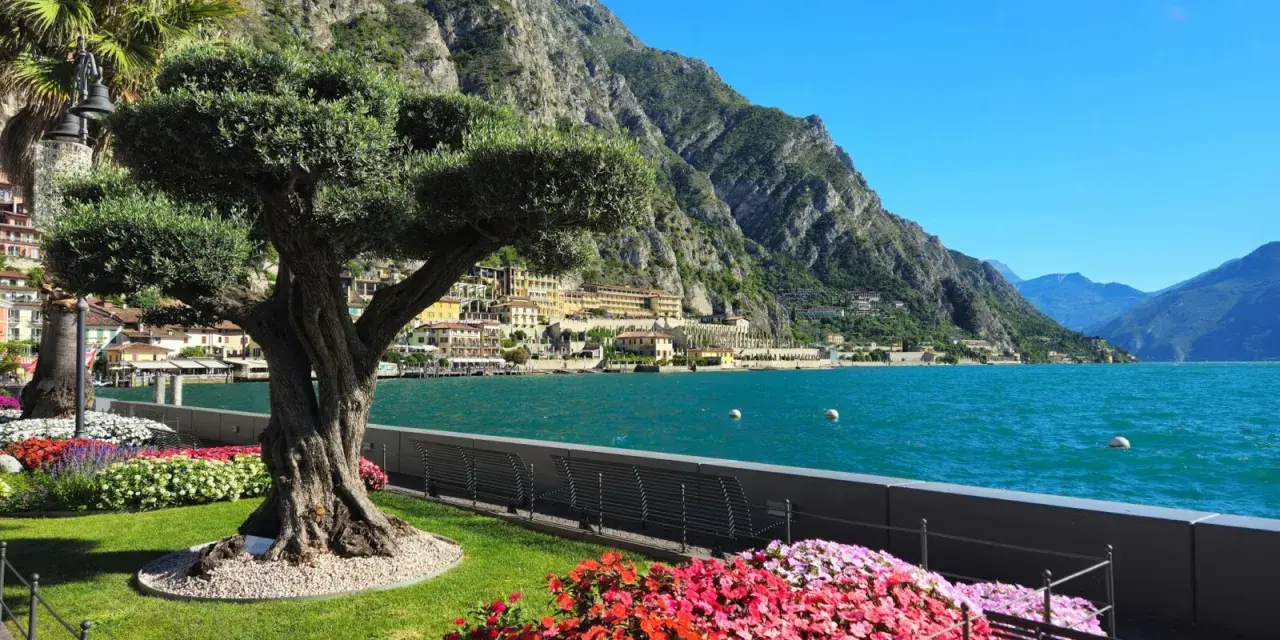 Un antico ulivo domina un giardino fiorito a Limone sul Garda, con il lago scintillante e le montagne sullo sfondo.