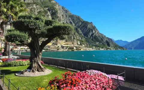 Un antico ulivo domina un giardino fiorito a Limone sul Garda, con il lago scintillante e le montagne sullo sfondo.