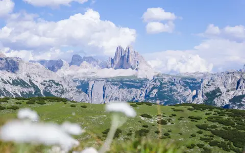 Un prato verde con specie da prato piazza si estende verso imponenti montagne rocciose sotto un cielo azzurro con nuvole bianche.