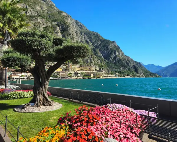 Un antico ulivo domina un giardino fiorito a Limone sul Garda, con il lago scintillante e le montagne sullo sfondo.