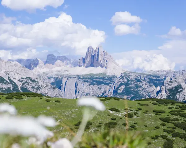Un prato verde con specie da prato piazza si estende verso imponenti montagne rocciose sotto un cielo azzurro con nuvole bianche.
