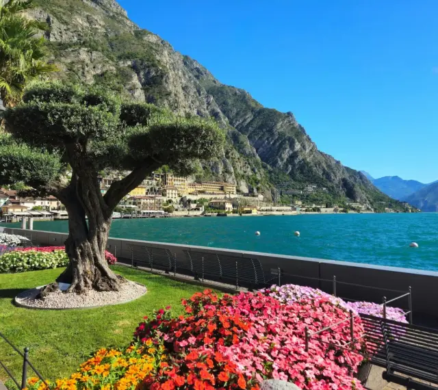 Un antico ulivo domina un giardino fiorito a Limone sul Garda, con il lago scintillante e le montagne sullo sfondo.