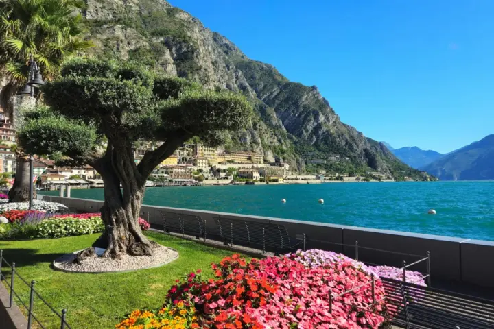 Un antico ulivo domina un giardino fiorito a Limone sul Garda, con il lago scintillante e le montagne sullo sfondo.