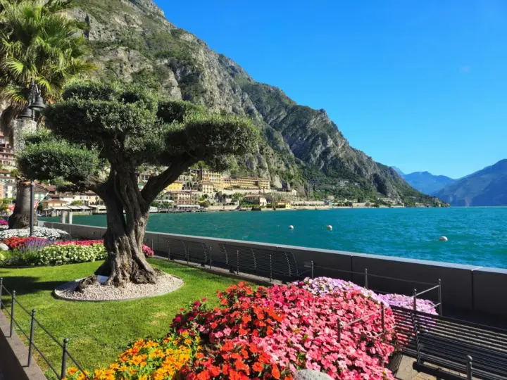 Un antico ulivo domina un giardino fiorito a Limone sul Garda, con il lago scintillante e le montagne sullo sfondo.