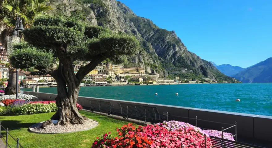 Un antico ulivo domina un giardino fiorito a Limone sul Garda, con il lago scintillante e le montagne sullo sfondo.