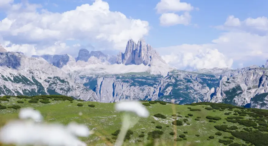 Un prato verde con specie da prato piazza si estende verso imponenti montagne rocciose sotto un cielo azzurro con nuvole bianche.