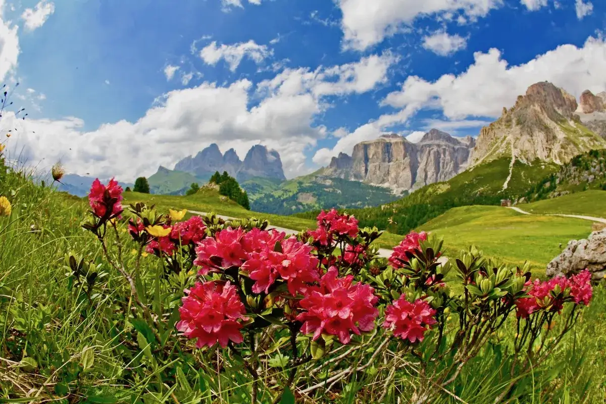Fiori rosa e verdi pascoli incorniciano le maestose vette delle Dolomiti, un invito a scoprire le 12 escursioni da fare in Val di Fassa.