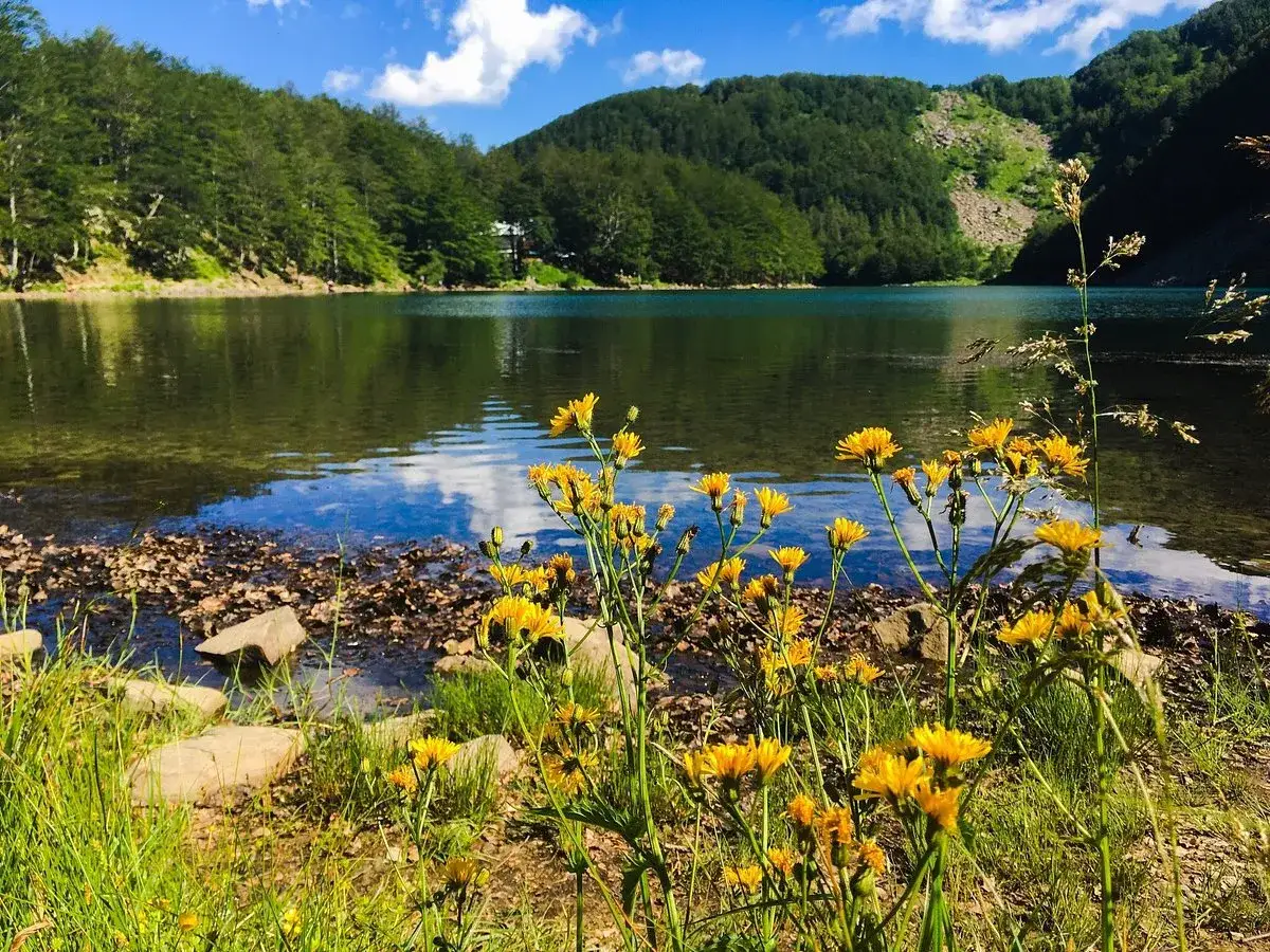 Fiori gialli in primo piano sul lago Santo Modenese, con montagne boscose e cielo azzurro sullo sfondo.