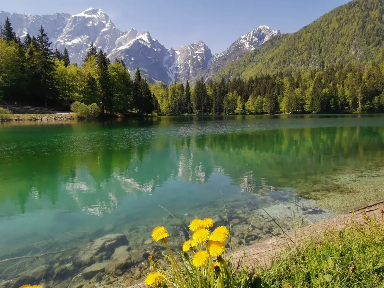 Lago di Fusine, un gioiello in Forgaria nel Friuli. Montagne innevate si specchiano nelle acque smeraldine, circondate da boschi rigogliosi e fiori gialli.
