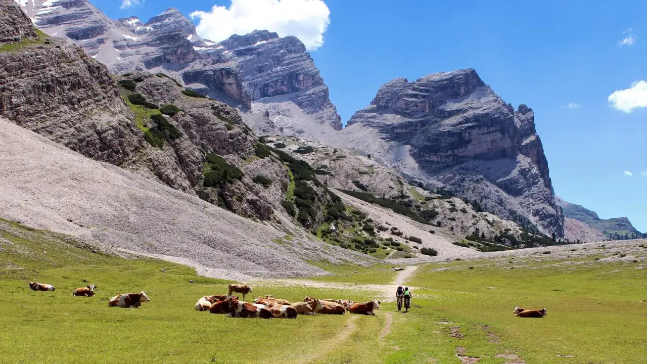 Vacche al pascolo vicino a un sentiero in un paesaggio montano. In lontananza, due ciclisti pedalano verso le imponenti vette rocciose, un'immagine che evoca la pace del lago di limo.