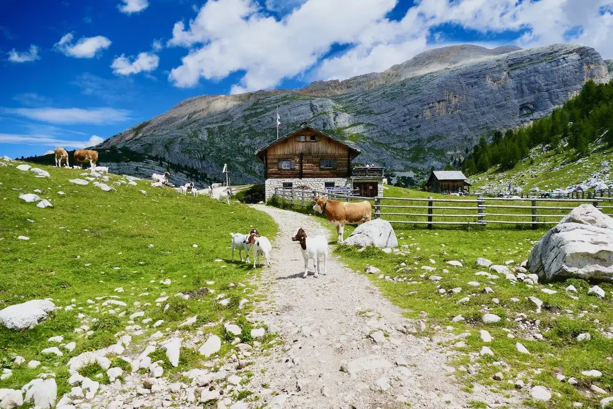 Capre e mucche pascolano vicino alla malga Gran Fanes, con un edificio in legno e montagne sullo sfondo.