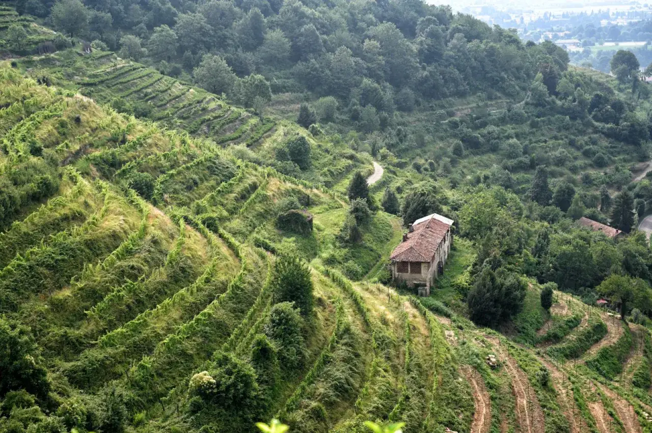 Terrazzamenti verdi e un casolare solitario sui sentieri ad anello del Montevecchia, immersi nella natura rigogliosa.